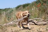 GOLDEN RETRIEVER 245